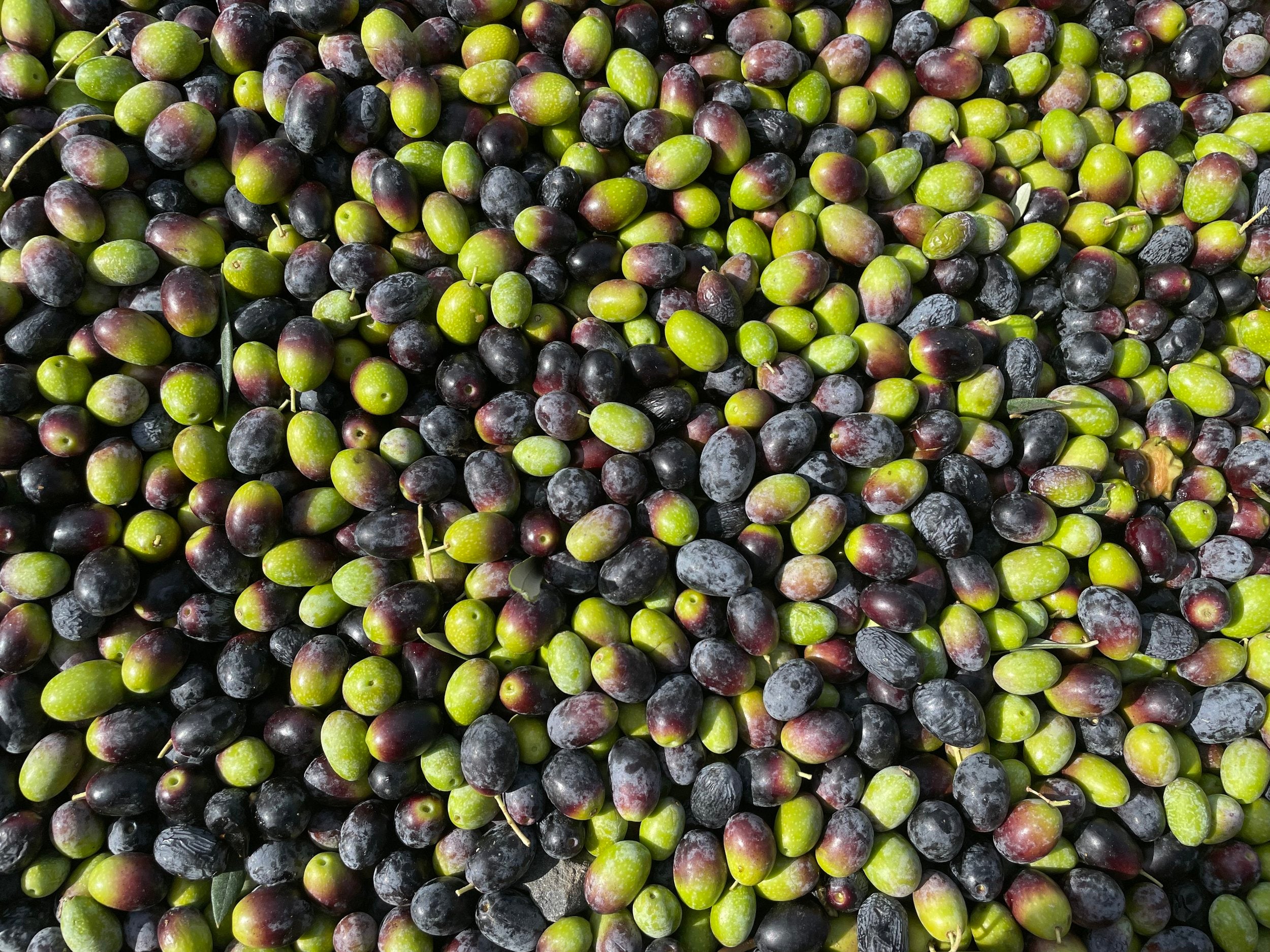 a closeup photo of olives in a harvesting bin