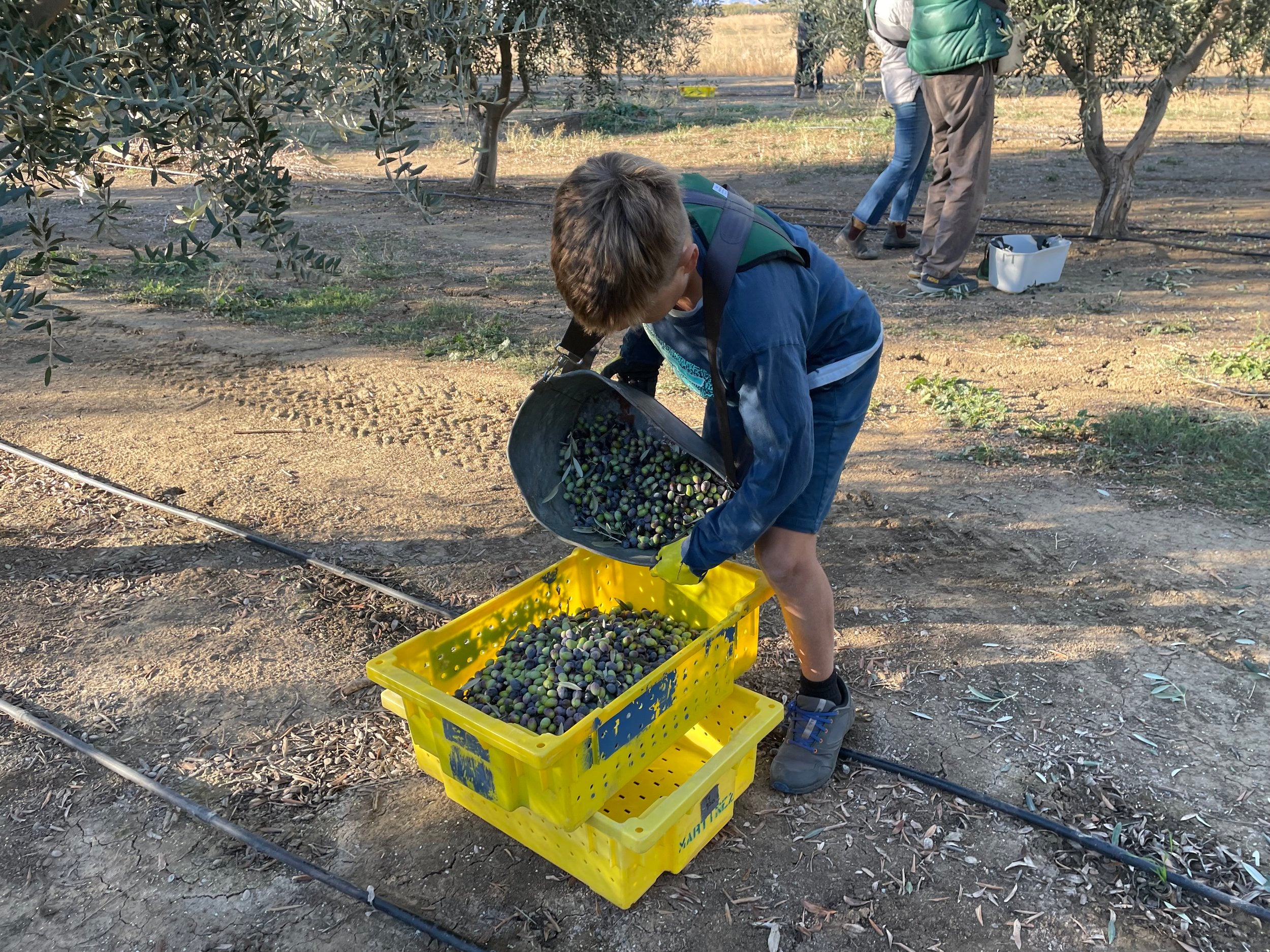 olives being harvested into bins handpicked by a boy