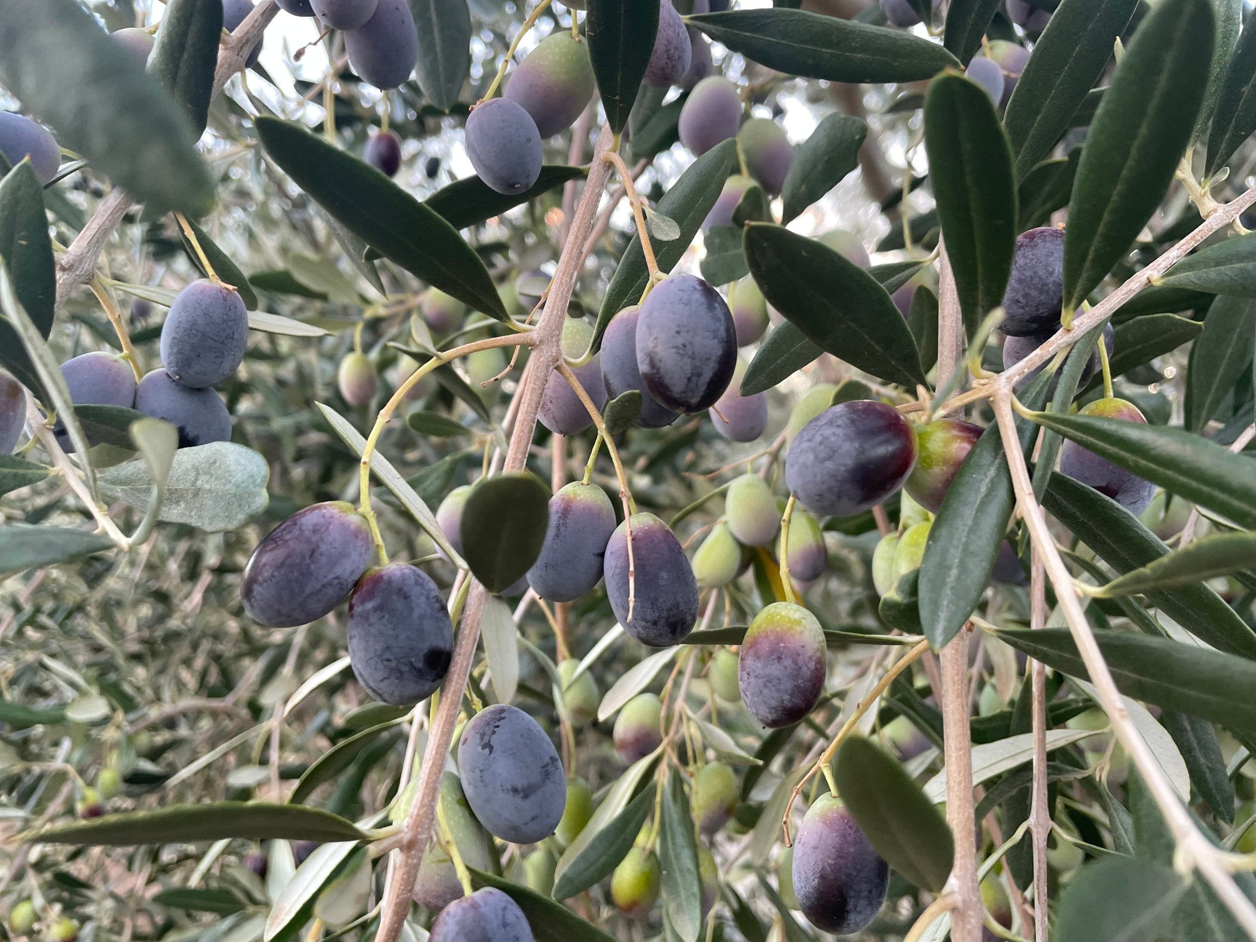 olives on tree closeup photo